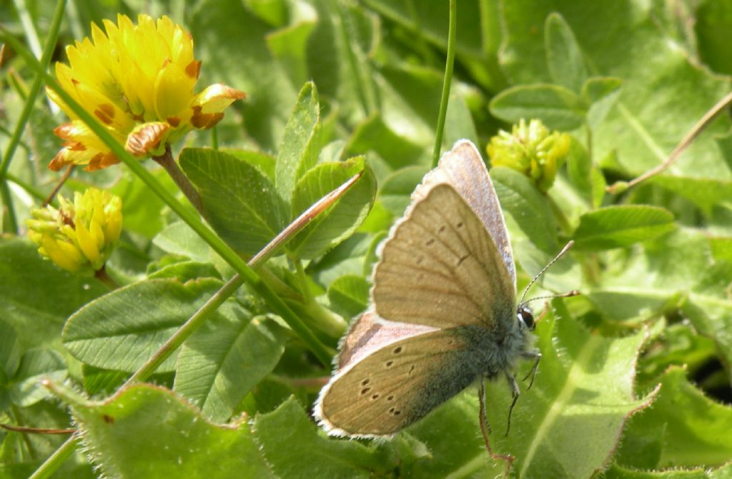 PN Gran Paradiso: Lycaenidae